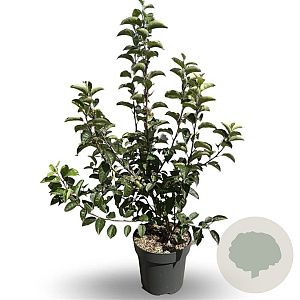 Malus 'Evereste' 200-250 cm 18L