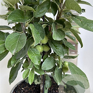 Malus 'Golden Hornet' 100-110 cm P27