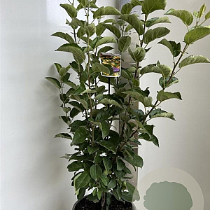 Malus 'Golden Hornet' 100-110 cm P27