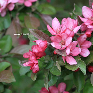 Malus 'Herkenrode' 12-14 HO draadkluit