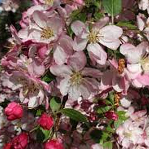 Malus 'Hillieri' 10-12 HO draadkluit