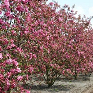 Malus 'Mokum' 10-12 HO draadkluit LEIVORM 200 cm stam