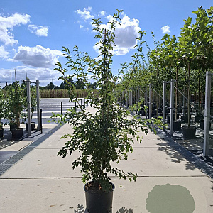 Malus toringo 'Brouwers Beauty' 175-200 cm 40L meerstammig