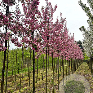 Malus 'Almey' 10-12 HO draadkluit