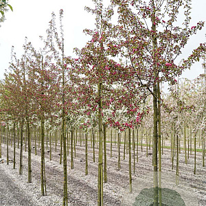 Malus 'Almey' 12-14 HO draadkluit