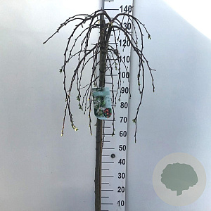 Malus 'Fontana' 120 cm stam 10L