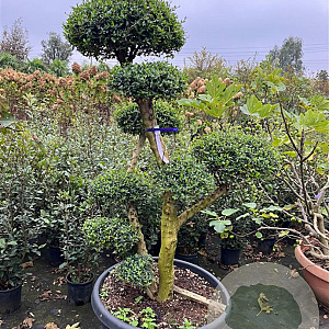 Olea europaea sylvestris GM container solitair bonsai