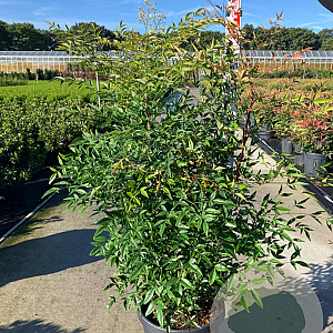 Nandina domestica 100-125 cm 20L