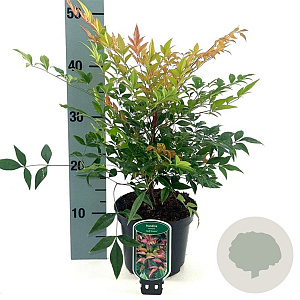 Nandina d. 'Gulf Stream' 25-30 cm 2,0L