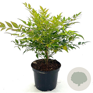 Nandina d. 'Gulf Stream' 25-30 cm 2,0L