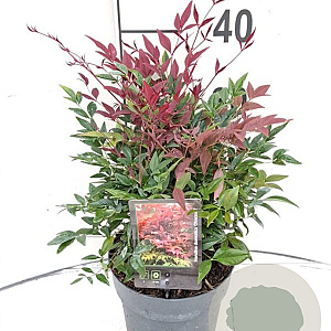 Nandina d. Obsessed 25-30 cm 2,0L