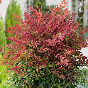Nandina d. 'Pygmaea' 25-30 cm 2,0L