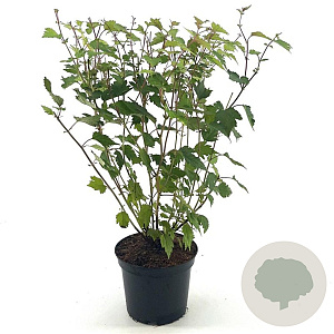 Neillia affinis 50-55 cm 3,0L