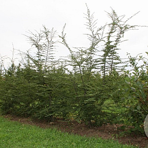Nothofagus antarctica 125-150 cm 15L meerstammig
