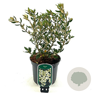 Olearia haastii 30-40 cm 2,0L