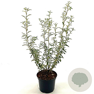 Olearia scilloniensis 30-40 cm 2,0L