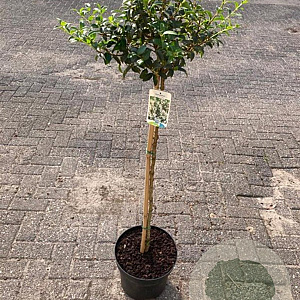 Osmanthus burkwoodii 80 cm stam 10L kroon