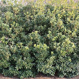 Osmanthus fortunei 175-200 cm cont. 180L paraplu