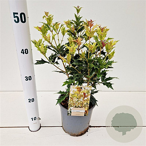 Osmanthus heter. 'Goshiki' 25-30 cm 2,5L
