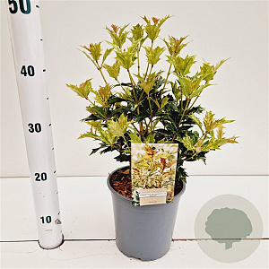 Osmanthus heter. 'Goshiki' 25-30 cm 2,5L