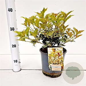Osmanthus heter. 'Goshiki' 25-30 cm 2,5L