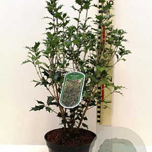 Osmanthus heter. 'Purpureus' 25-30 cm 2,0L