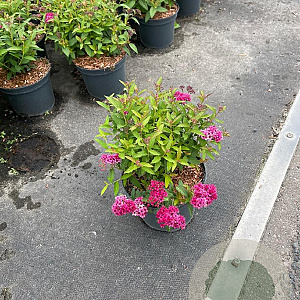 Spiraea jap. 'Anthony Waterer' 30-40 cm 2,0L