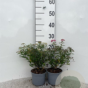 Spiraea jap. 'Genpei' 15-20 cm C1.3