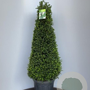 Taxus baccata 80-100 cm 12L kegel