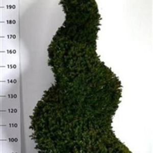 Taxus baccata 175-200 cm cont. 130L spiraal