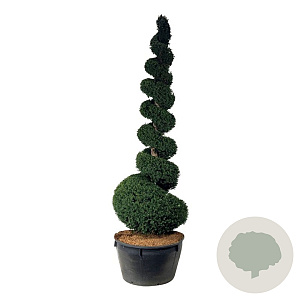 Taxus baccata 300-350 cm cont. 500L spiraal