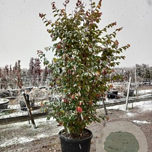 Parrotia persica 'Jodrell Bank' 300-350 cm cont. 130L