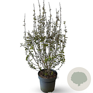 Parrotia persica Persian Spire 80-100 cm 12L
