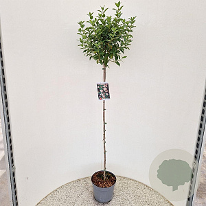 Viburnum tinus 90 cm stam 5,0L