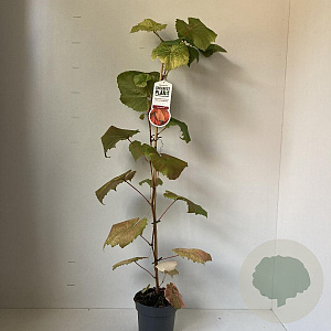 Vitis coignetiae 70 cm 2,0L met stok