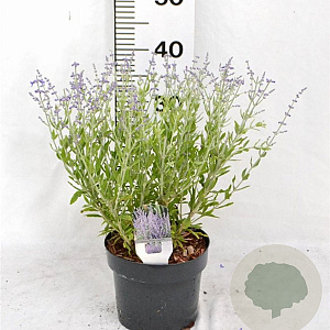 Perovskia atripl. 'Prime Time' 40-50 cm 3,0L