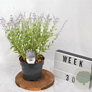 Perovskia atripl. 'Prime Time' 40-50 cm 3,0L