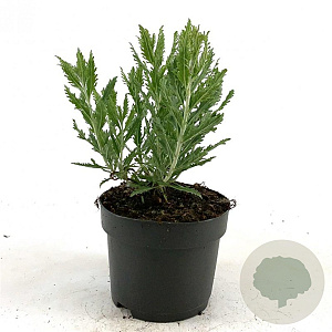 Perovskia 'Blue Spire' 20-30 cm 2,0L