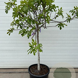 Ficus carica halfstam container
