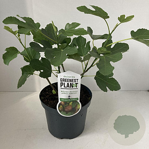 Ficus car. 'Del Portogallo' 40-50 cm 3,0L