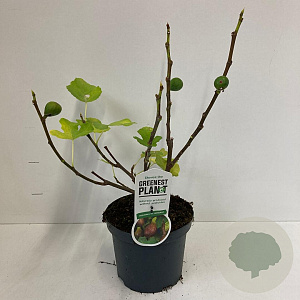 Ficus car. 'Del Portogallo' 40-50 cm 3,0L