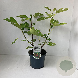 Ficus car. 'Del Portogallo' 40-50 cm 3,0L