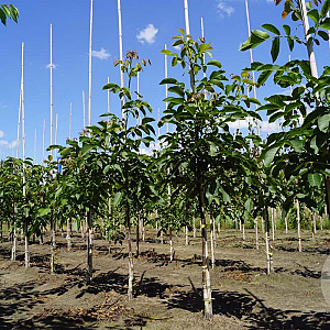 Juglans r. 'Broadview' 6-8 HO draadkluit