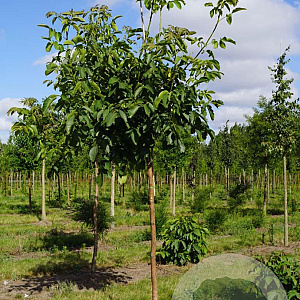 Juglans r. 'Broadview' 14-16 HO draadkluit