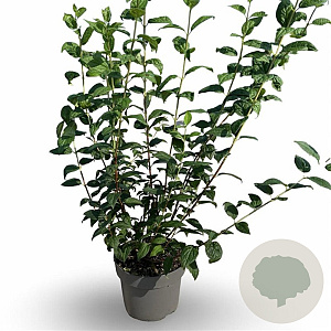 Philadelphus 'Snowbelle' 40-60 cm 4,0L