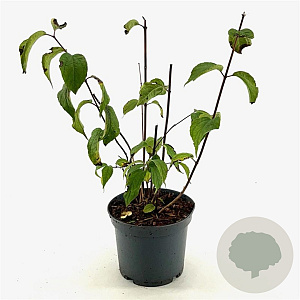 Philadelphus 'Starbright' 40-50 cm 3,0L