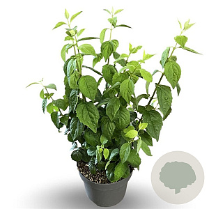 Philadelphus 'Virginal' 40-60 cm 4,0L