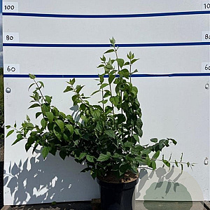 Philadelphus 'Virginal' 100-125 cm 7,5L solitair