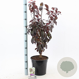 Prunus cer. Crimson Pointe 100-120 cm 10L