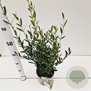 Phillyrea angustifolia 40-50 cm 2,5L